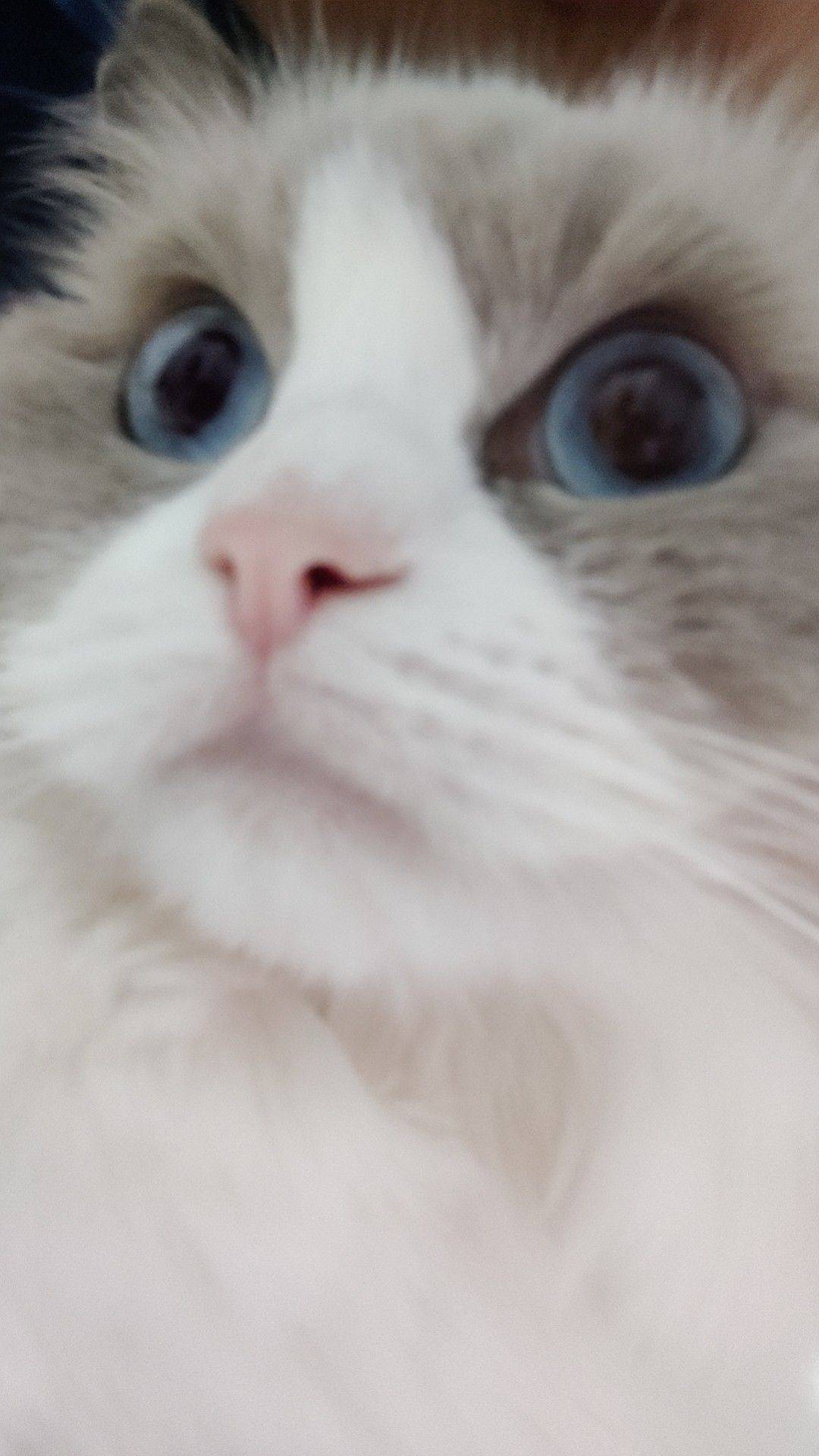 (•̀⌄•́)