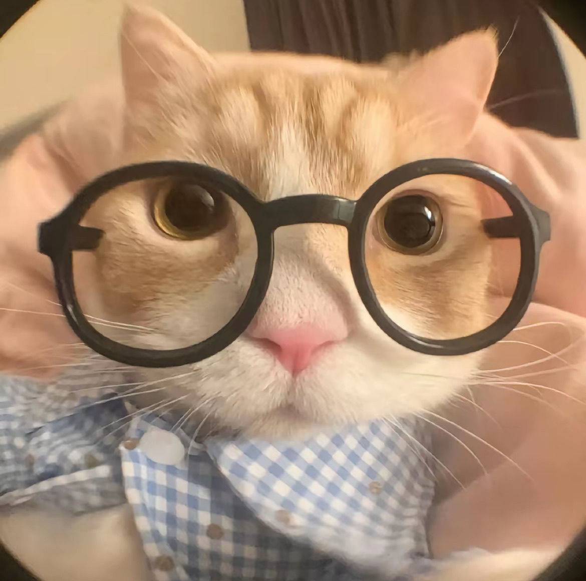 皮蛋