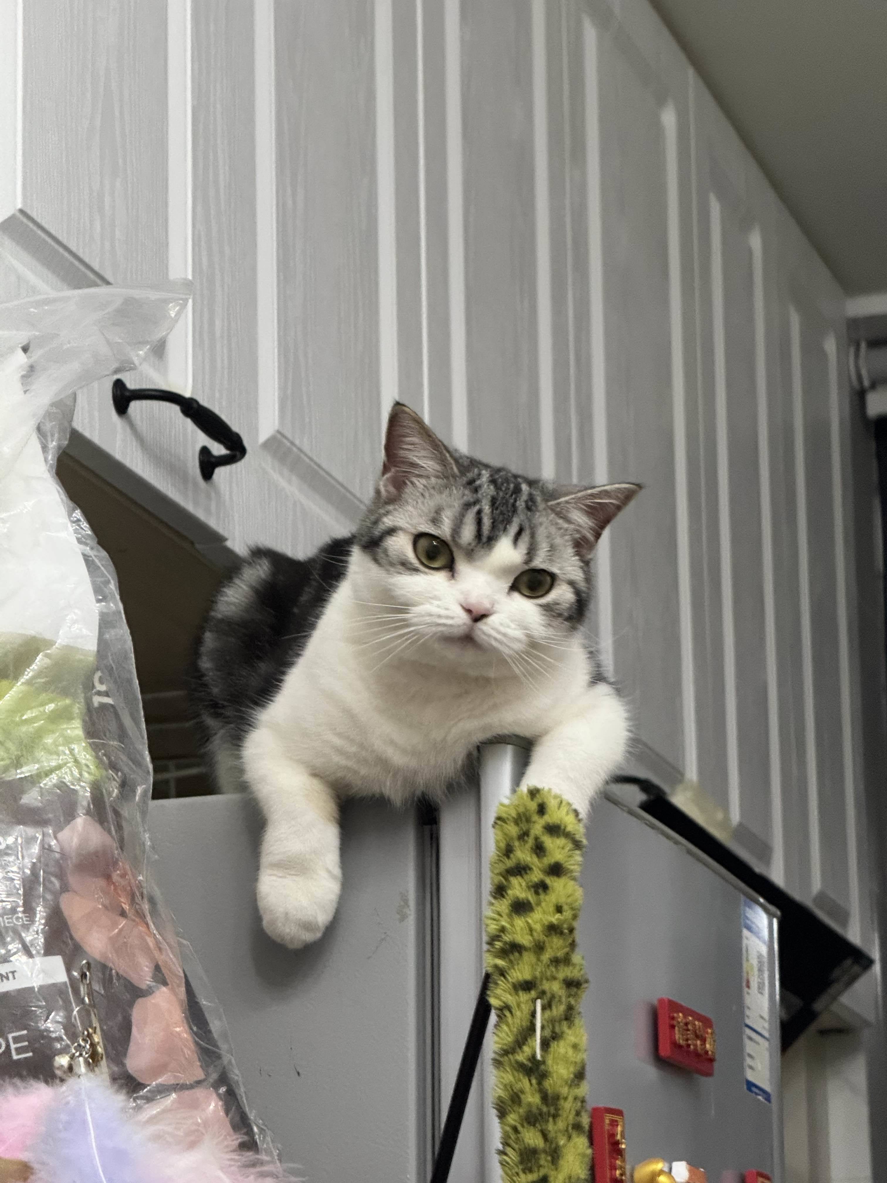Tom