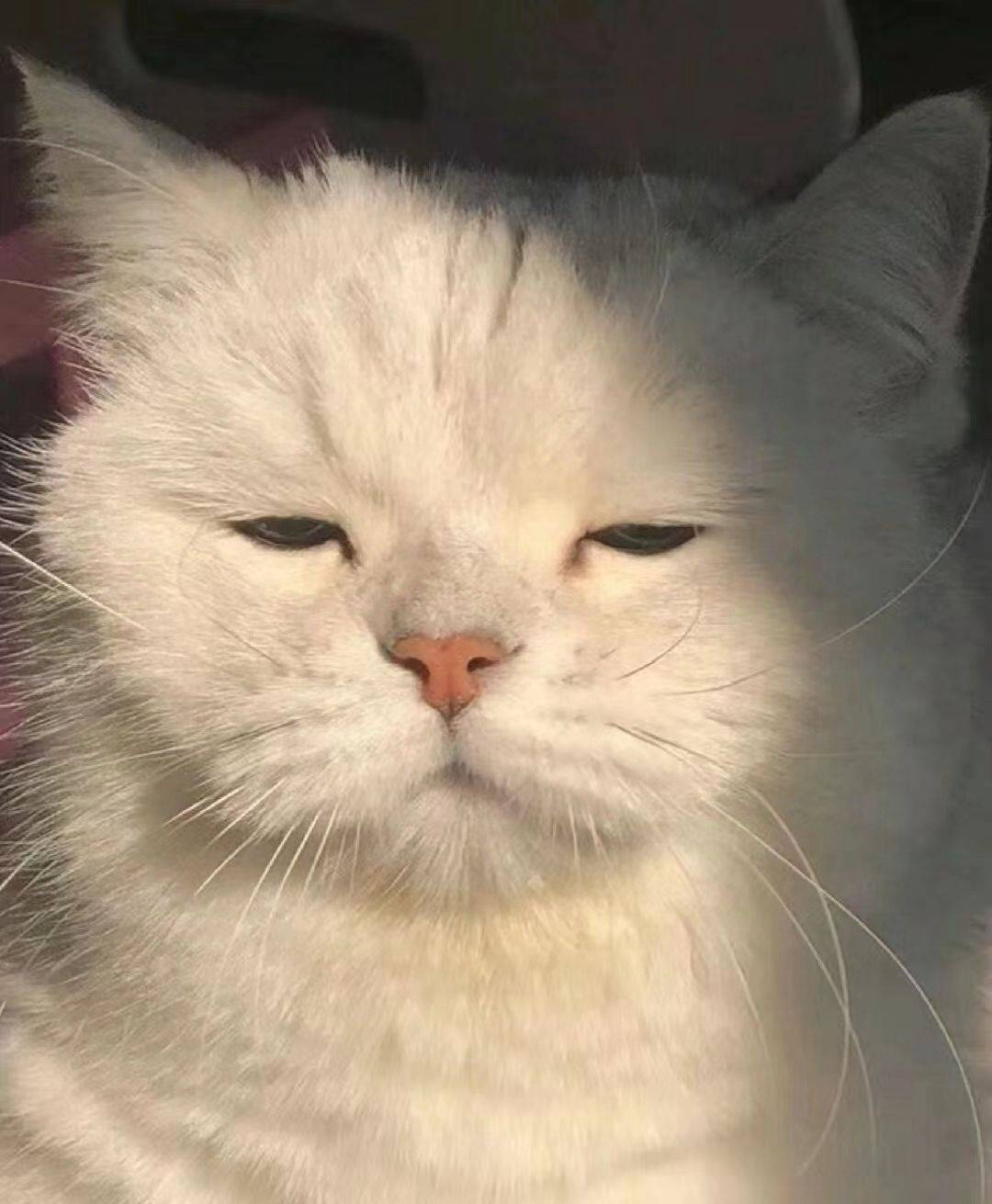 皮皮