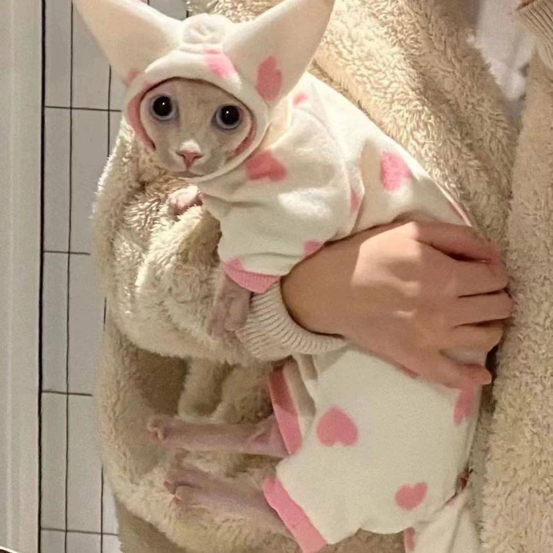 房东的猫