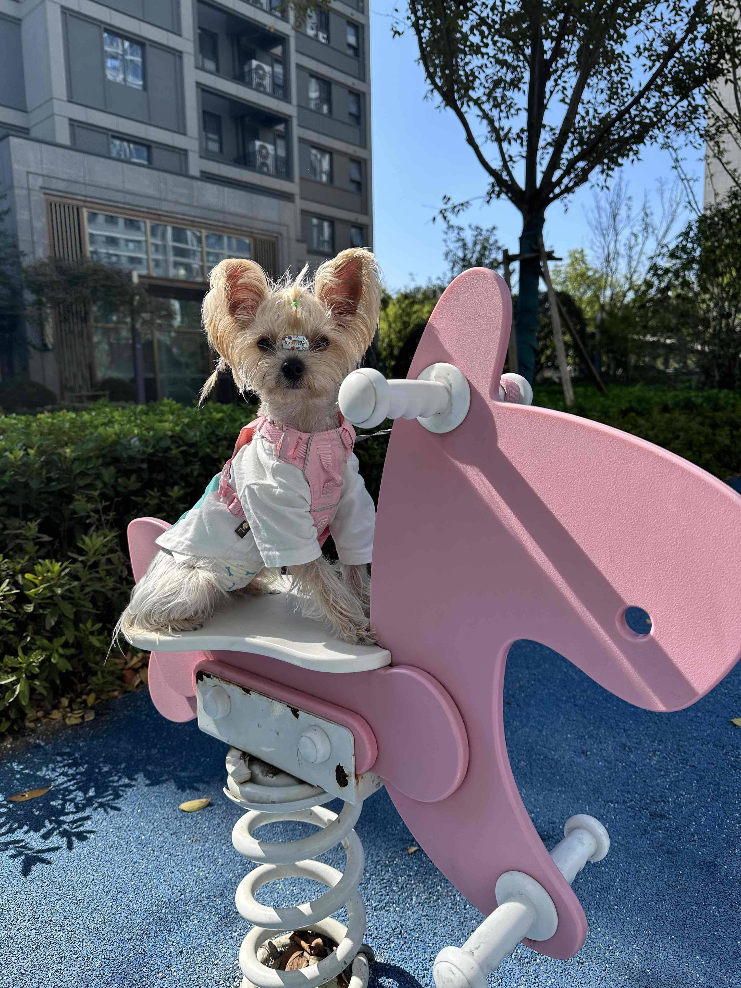 minjonooki