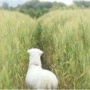 西瓜啵啵柠檬茶