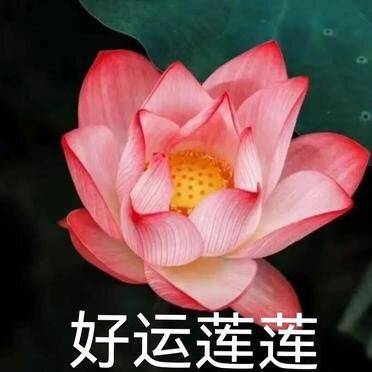 好运莲莲