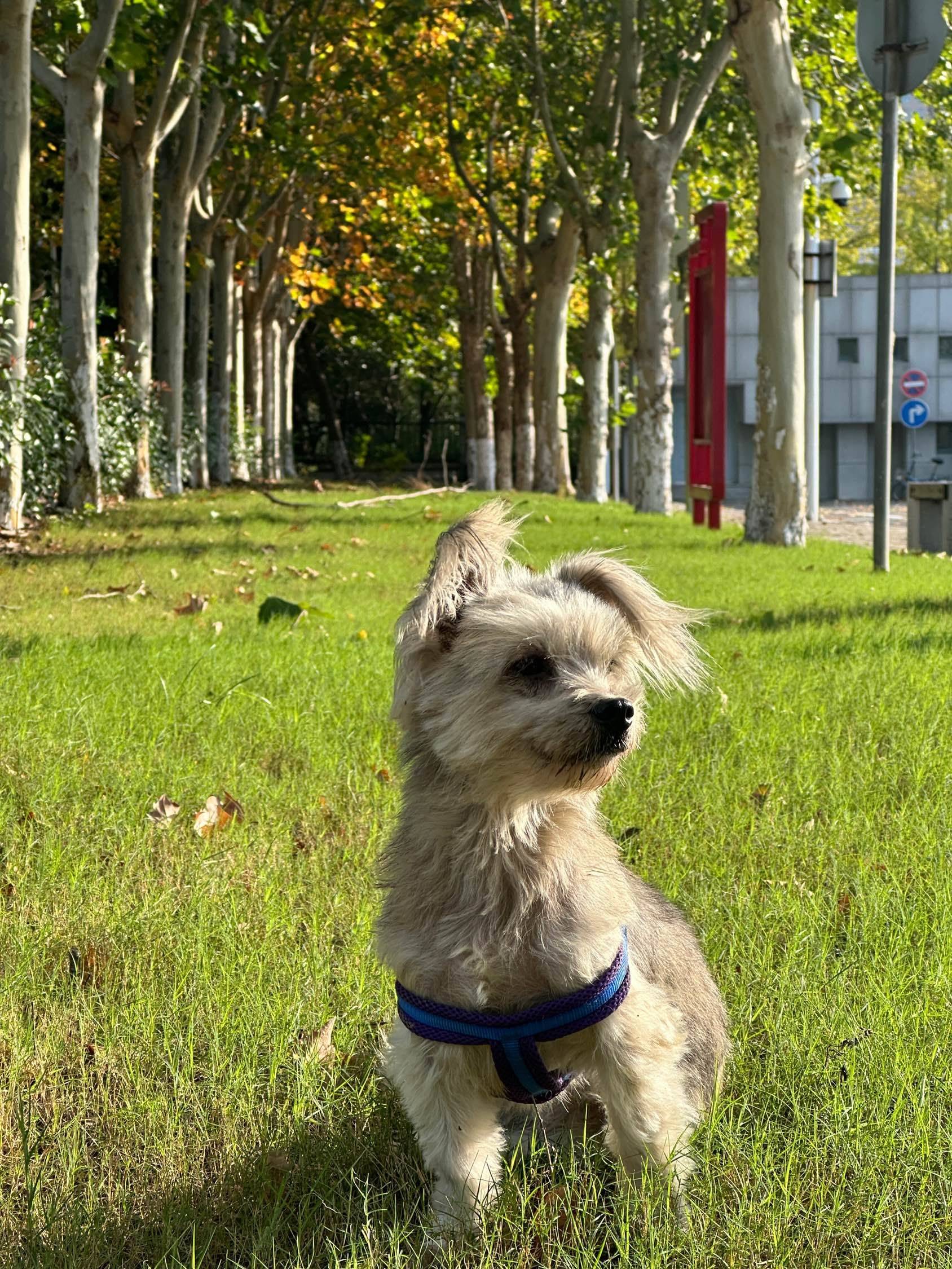 小巍