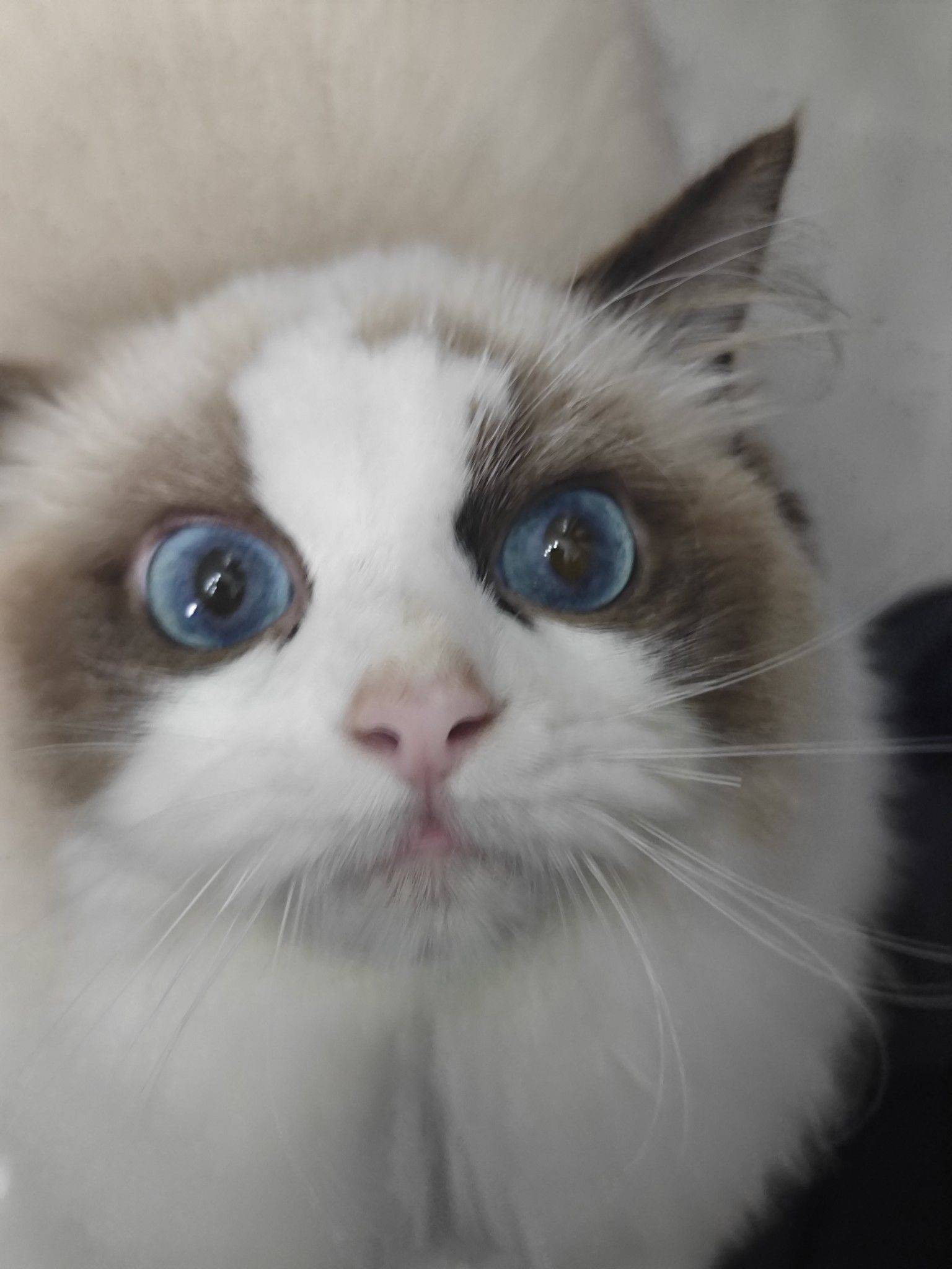 杨