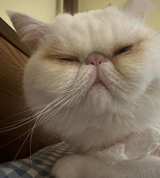 嘻嘻不嘻嘻