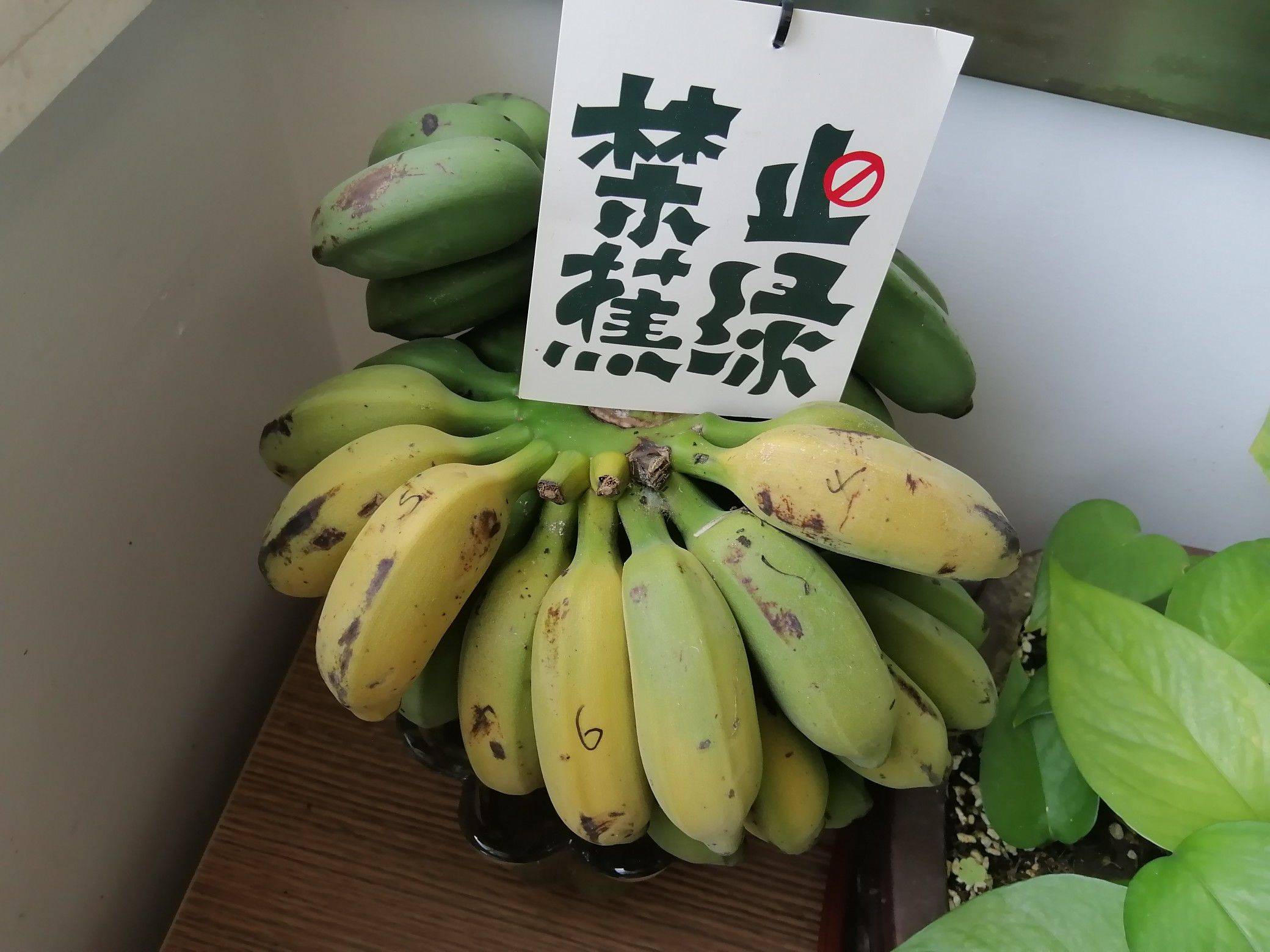 清风盛开