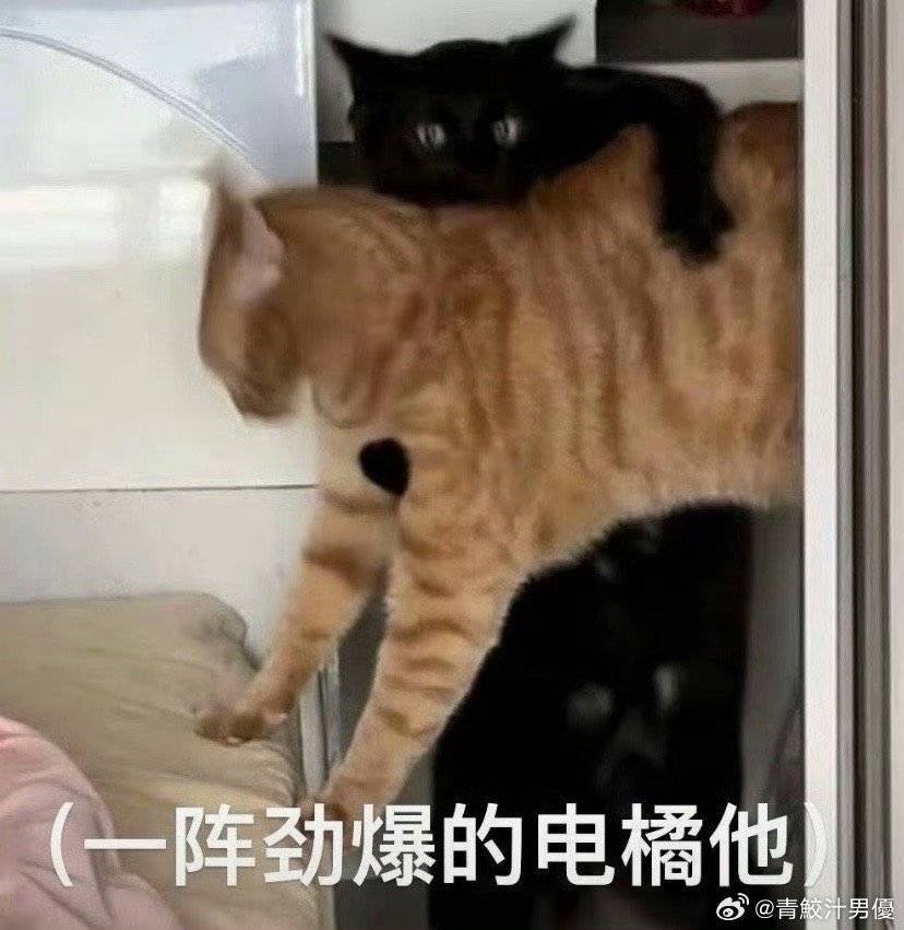 绿萝