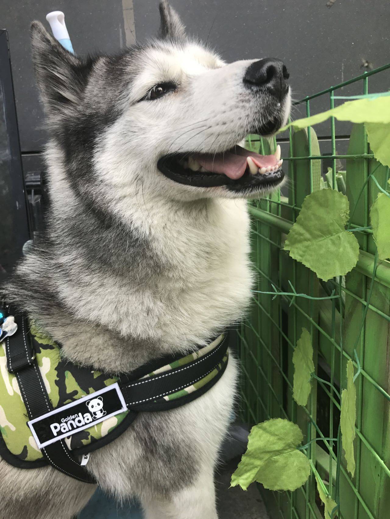 香蕉不拿拿