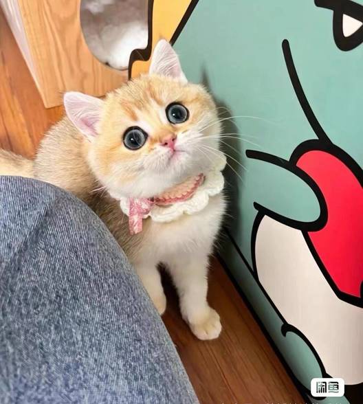 芋泥卷