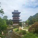 大树