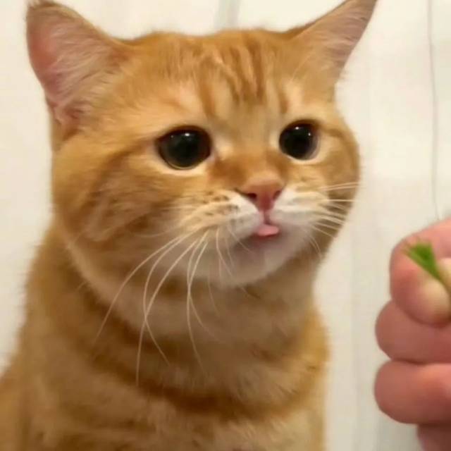 懒猫