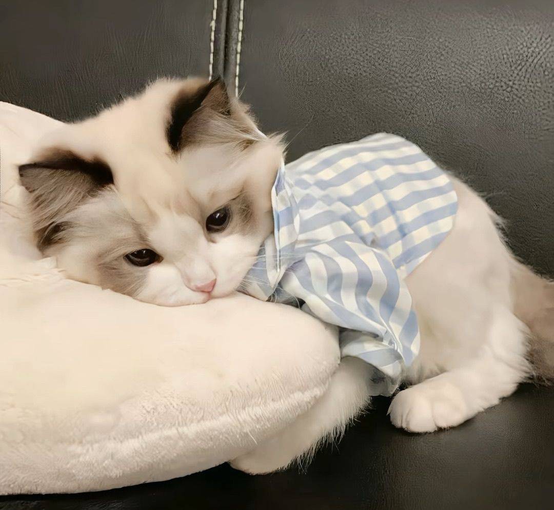 深夜喂猫