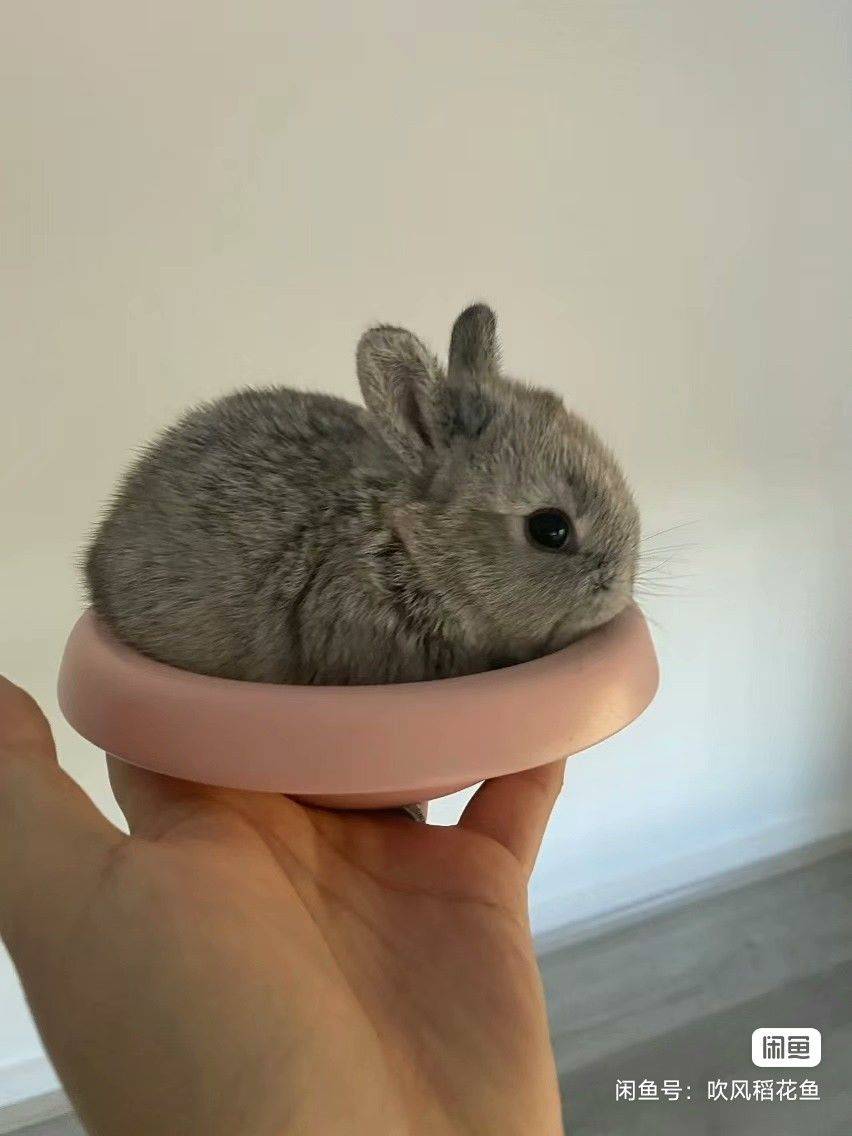 土豆