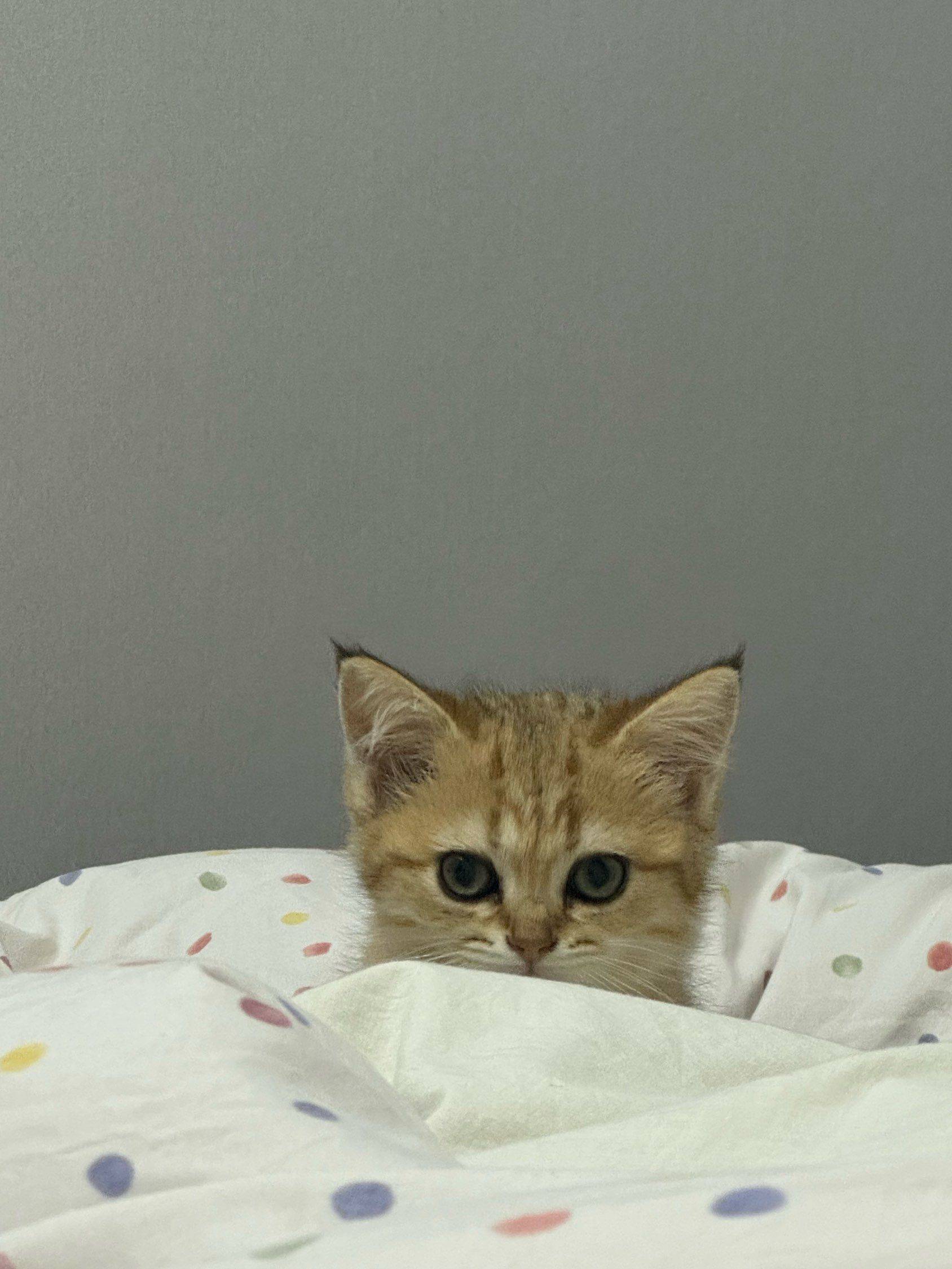 排骨