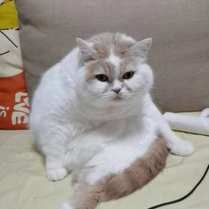 媛媛
