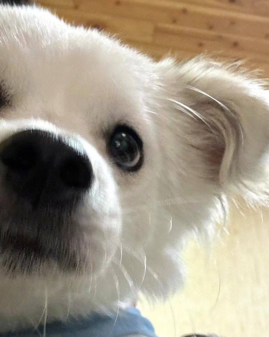 薇