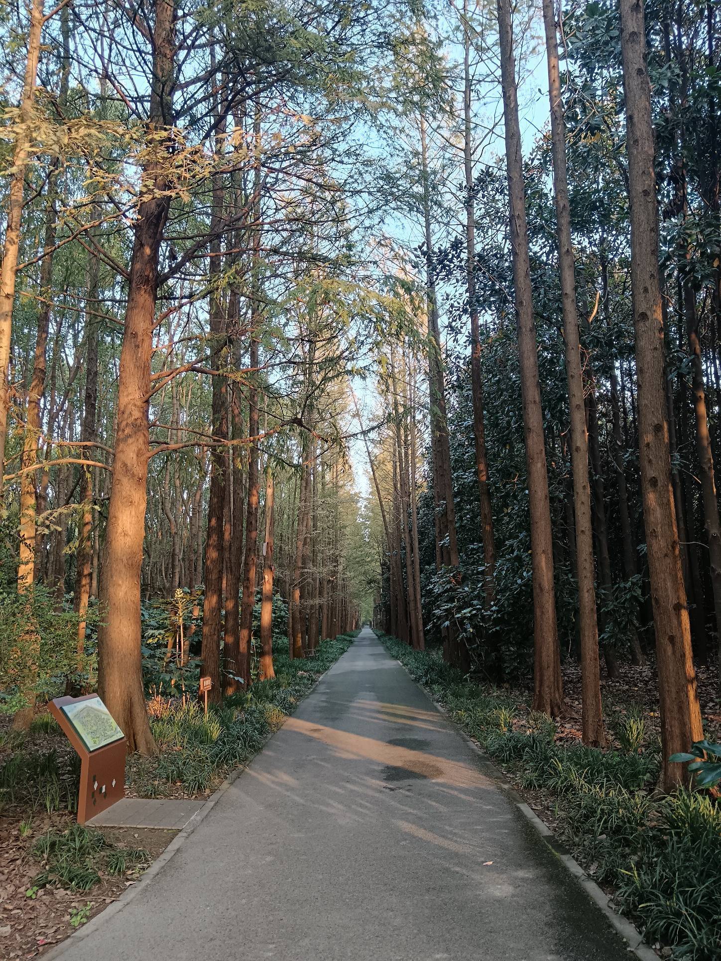 向来