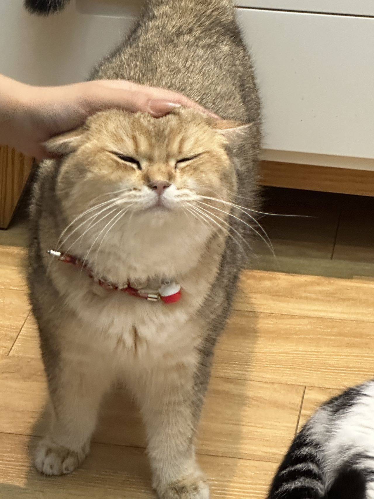 代号