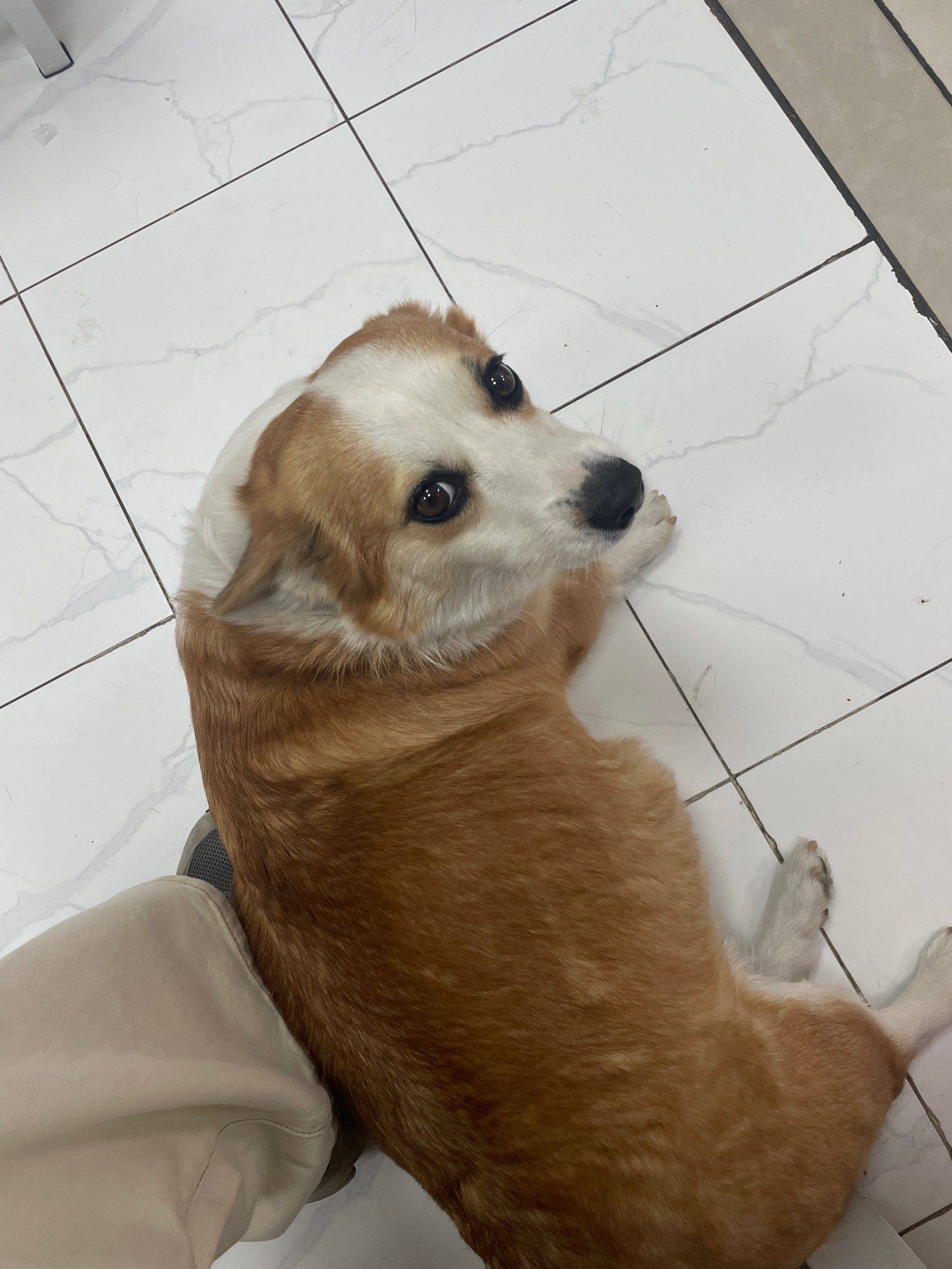 转租的贝贝