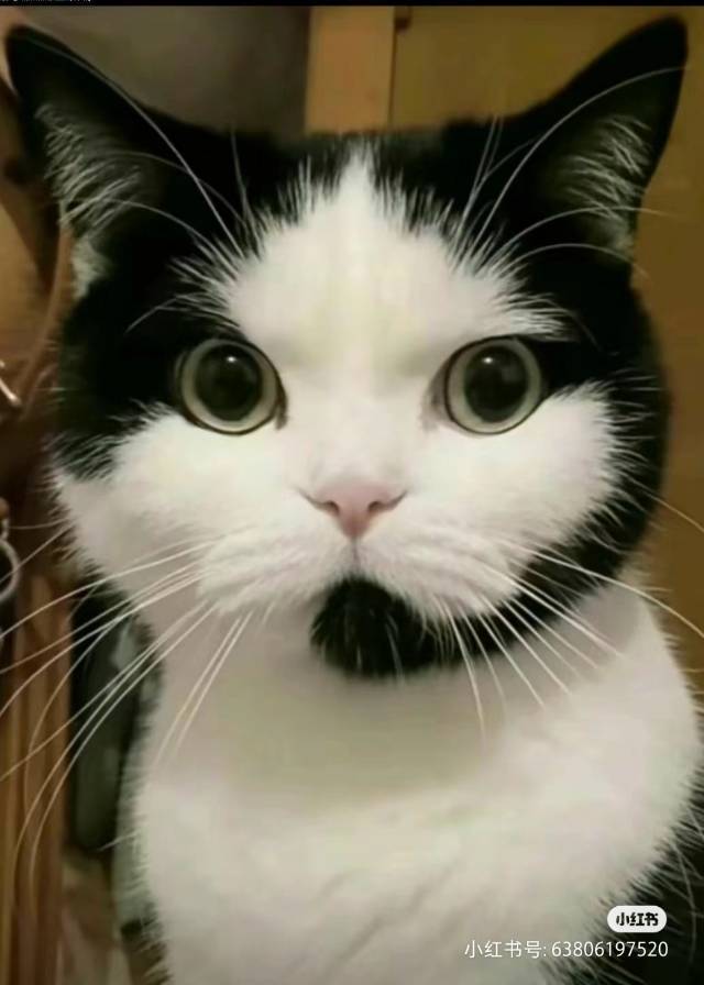 小白