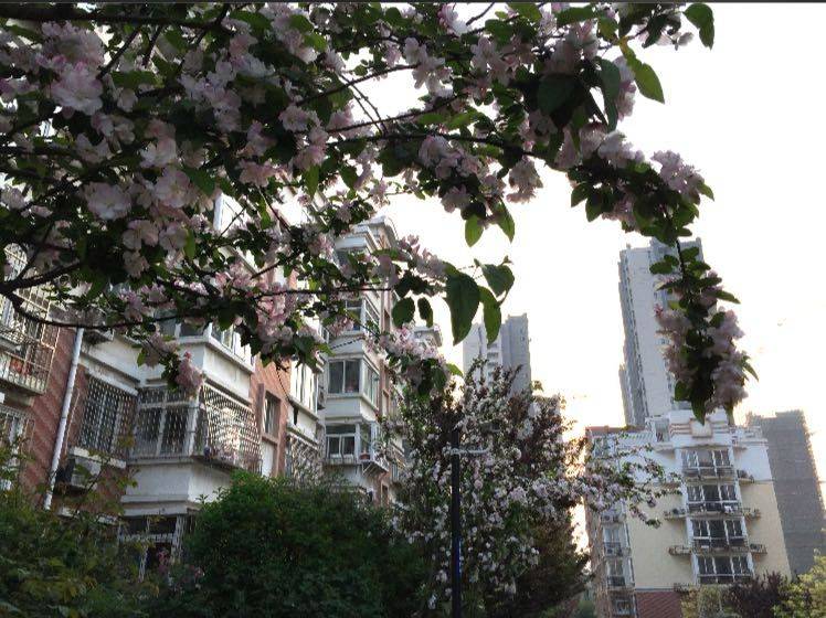 Qingdao Shibei | 福岭嘉苑(E区)_4