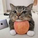 🍎垫脑