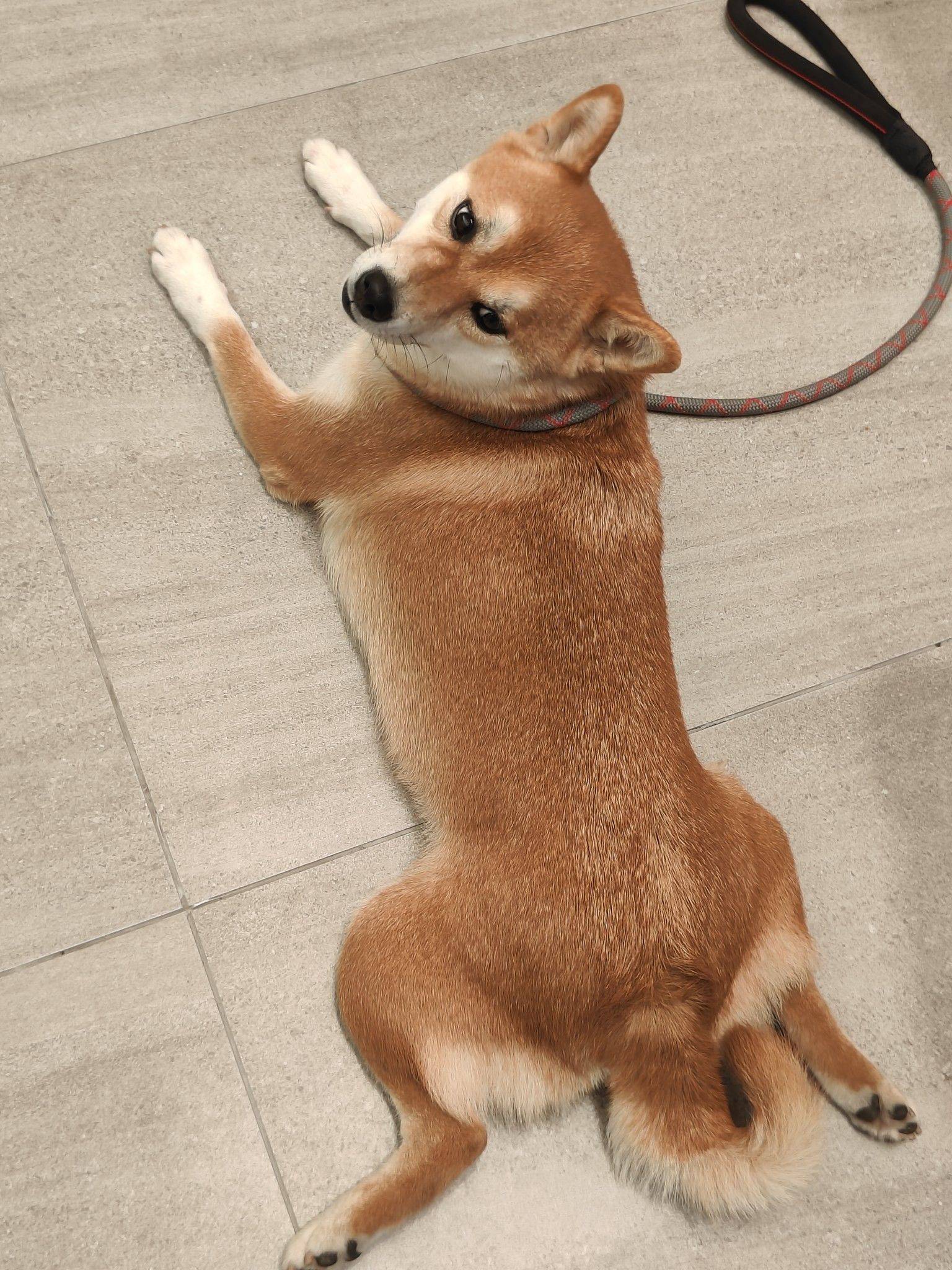 紫藤花