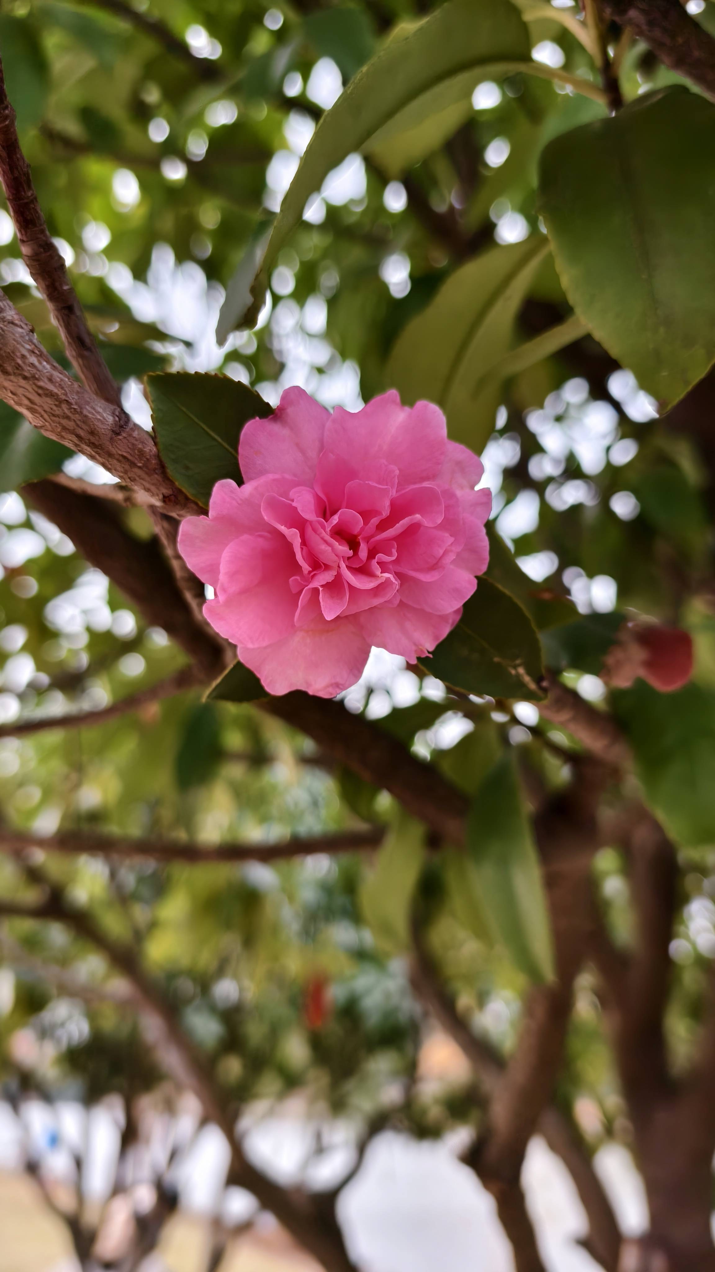 豆芽菜