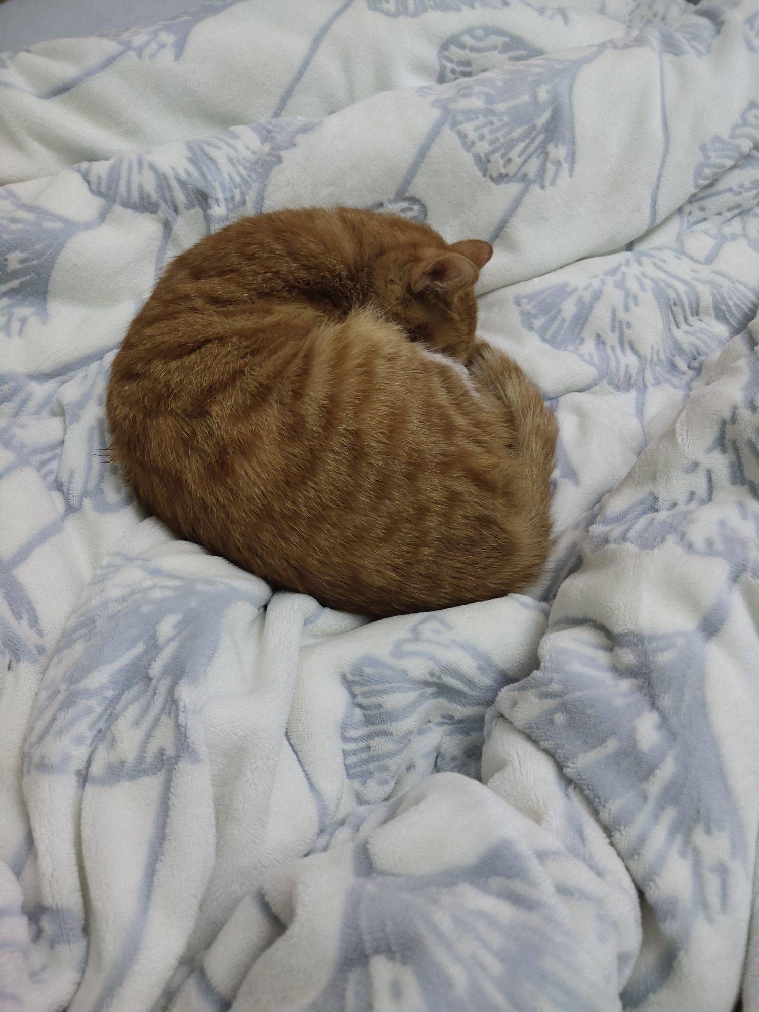 木子李