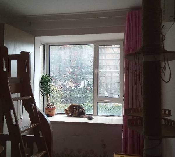 缅因猫整租房源2