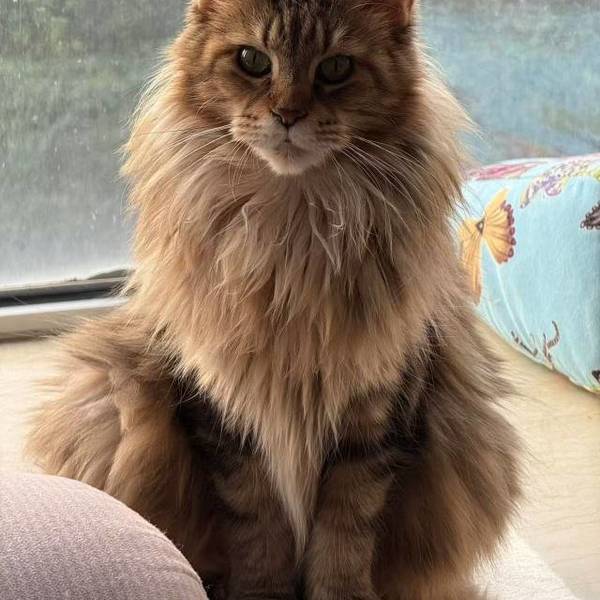 缅因猫