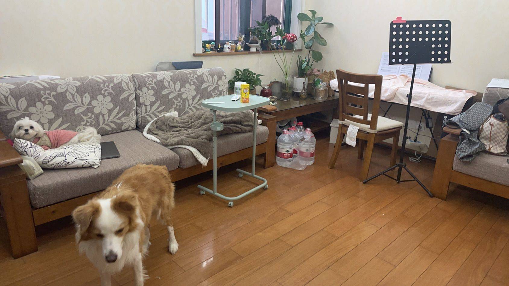 上海-浦東-60RMB/晚,1800免押金,春节减免7天,寵物友好,LGBTQ友好,溫馨小窩,乾淨治愈,不限性別,市井煙火氣,老友記,慢時光