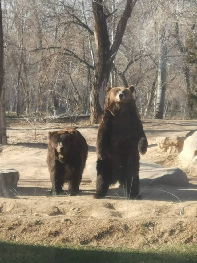 🐻