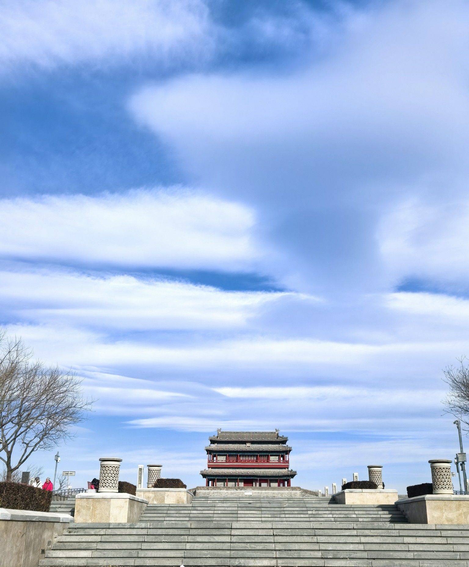 波斯菊陈