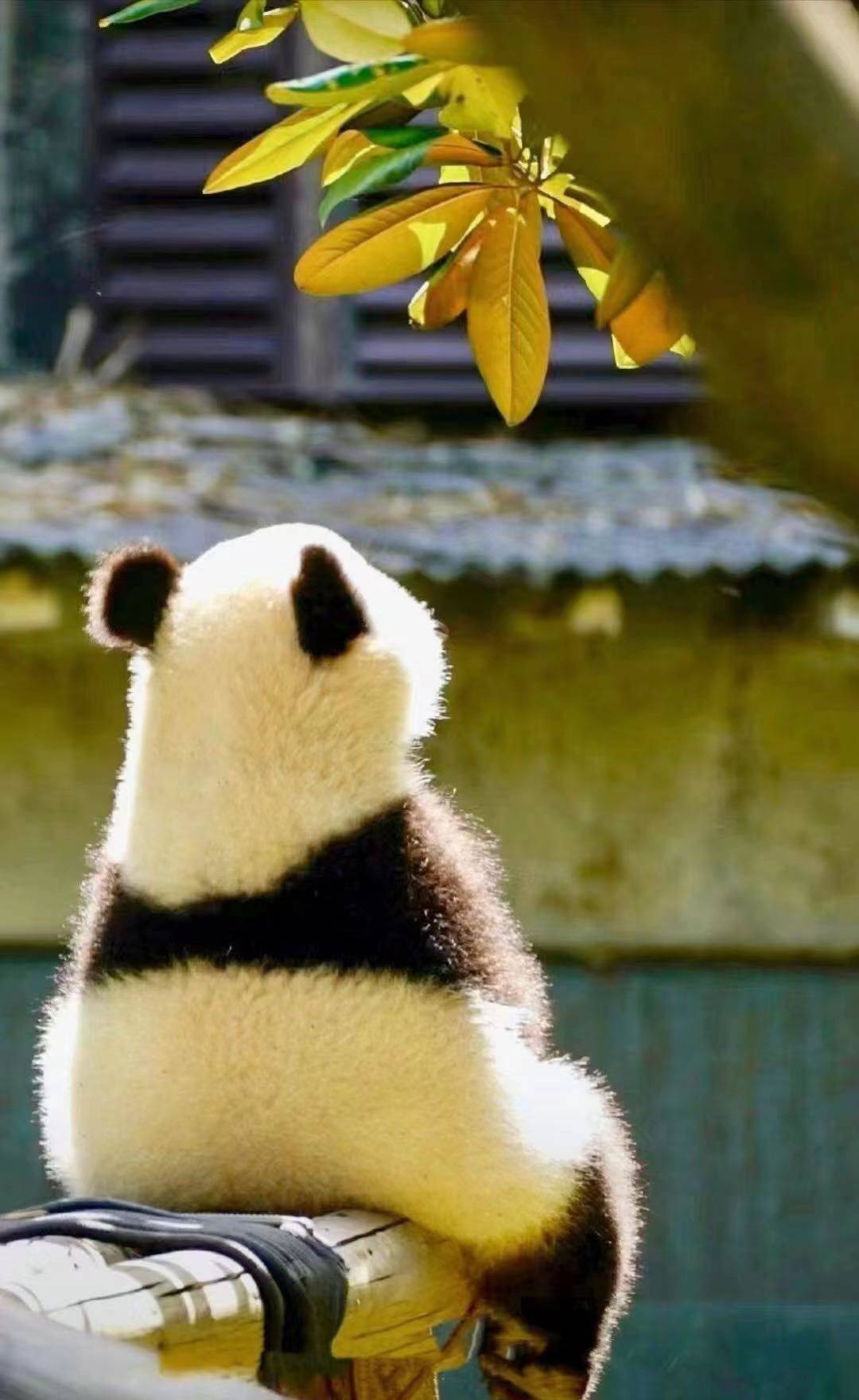 阿哈