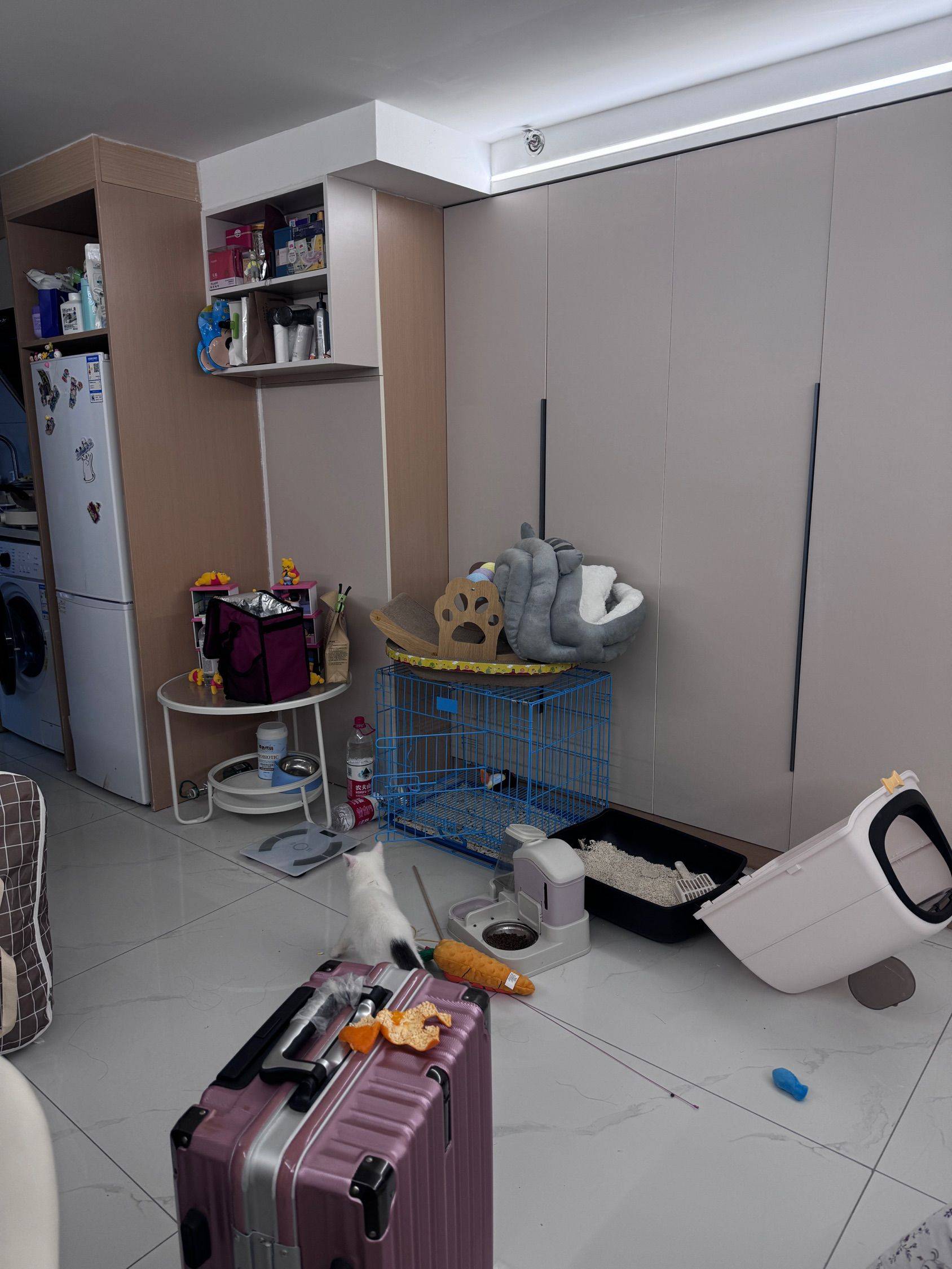 Shanghai-Songjiang-No Gender Limit,Chilled,Pet Friendly