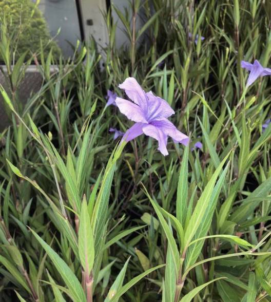 草莓