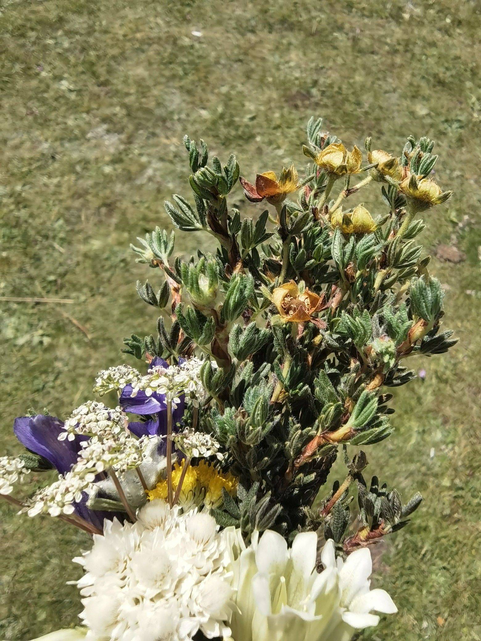 陌上花开