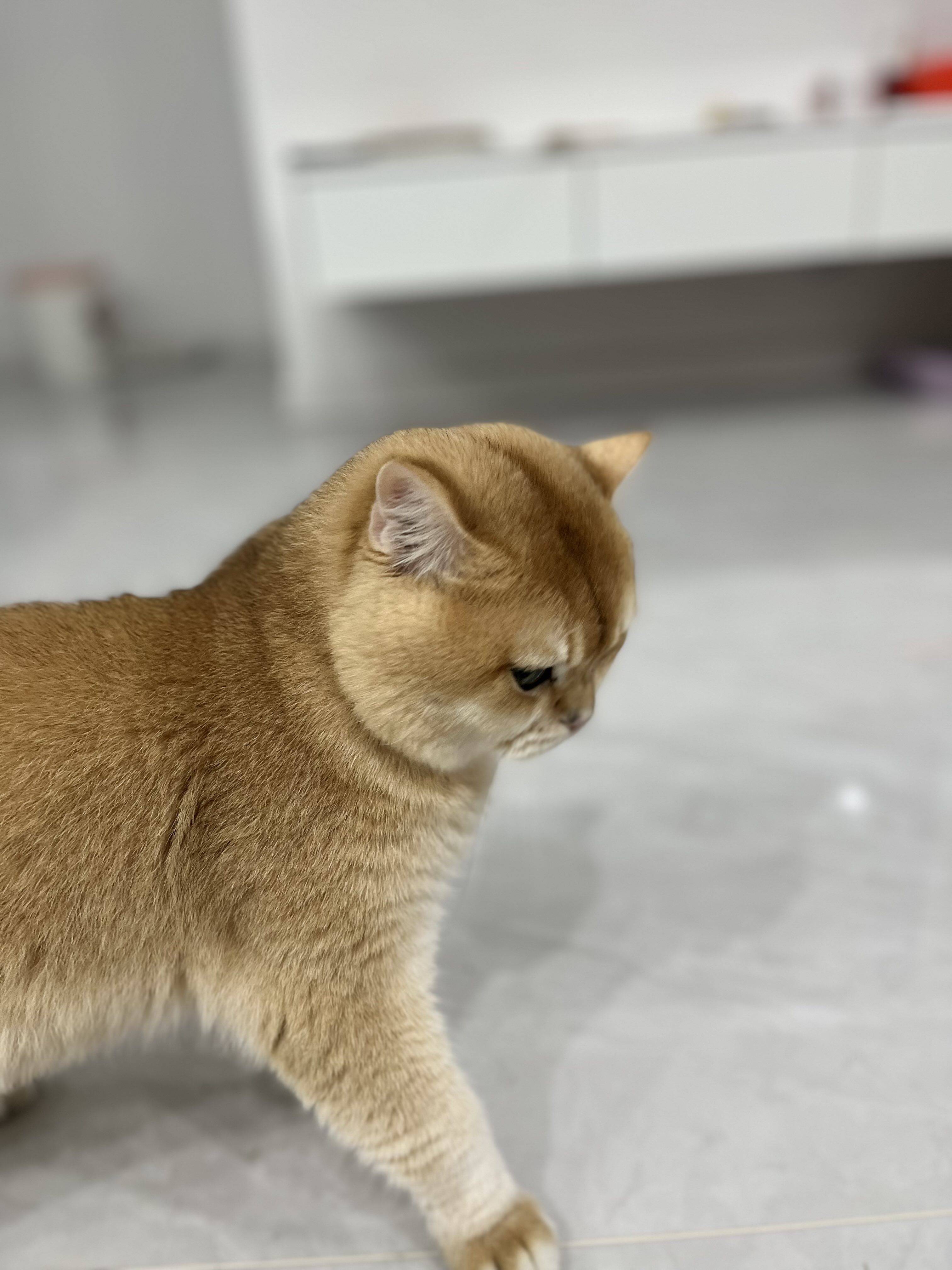 卡拉