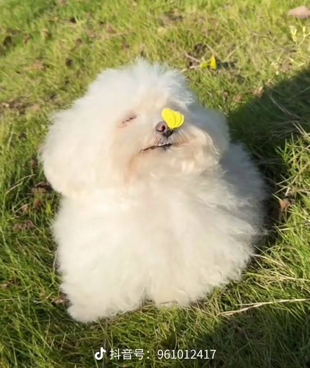 阿巴阿巴