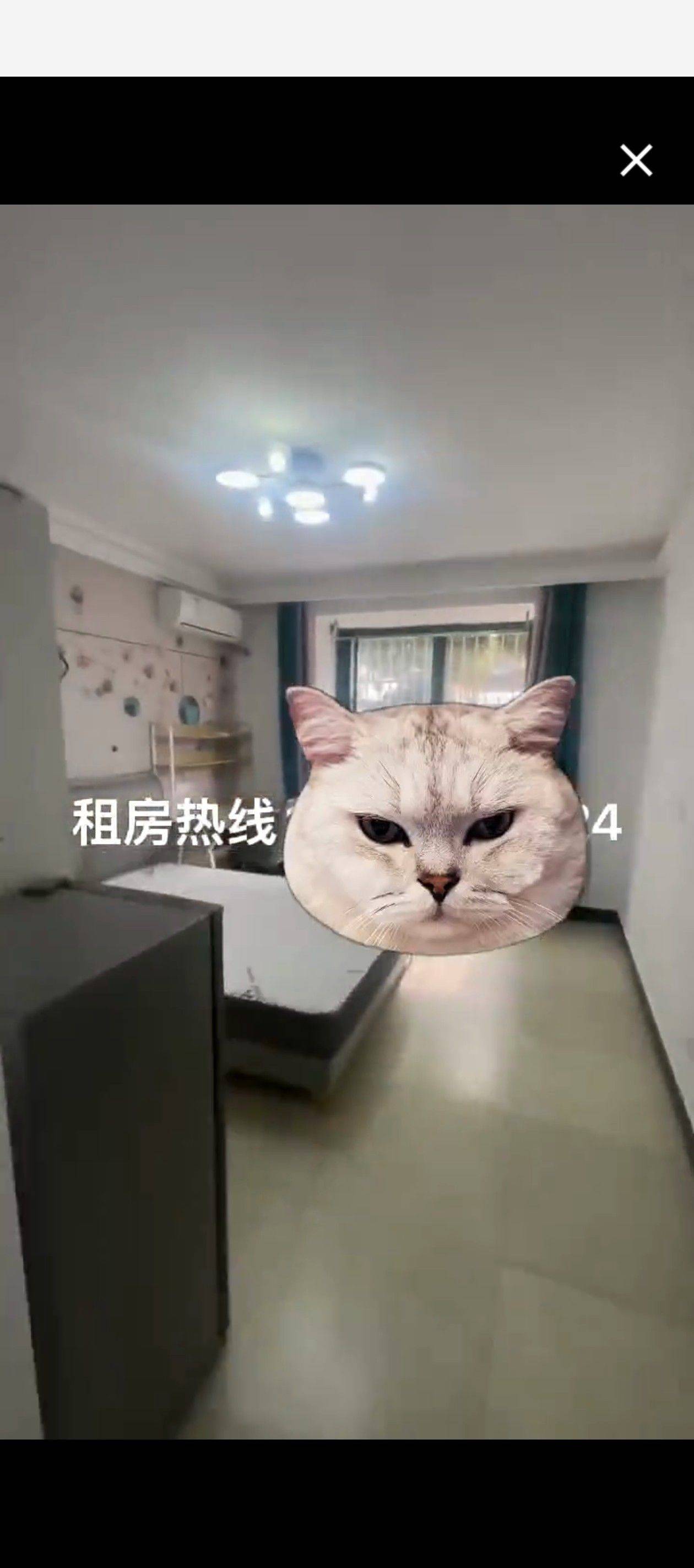 上海-浦東-溫馨小窩,乾淨治愈,市井煙火氣,慢時光