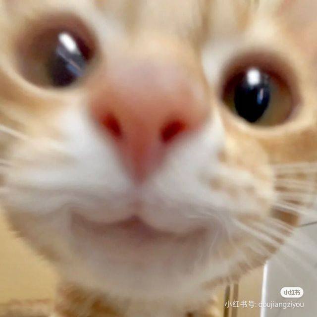 小齐