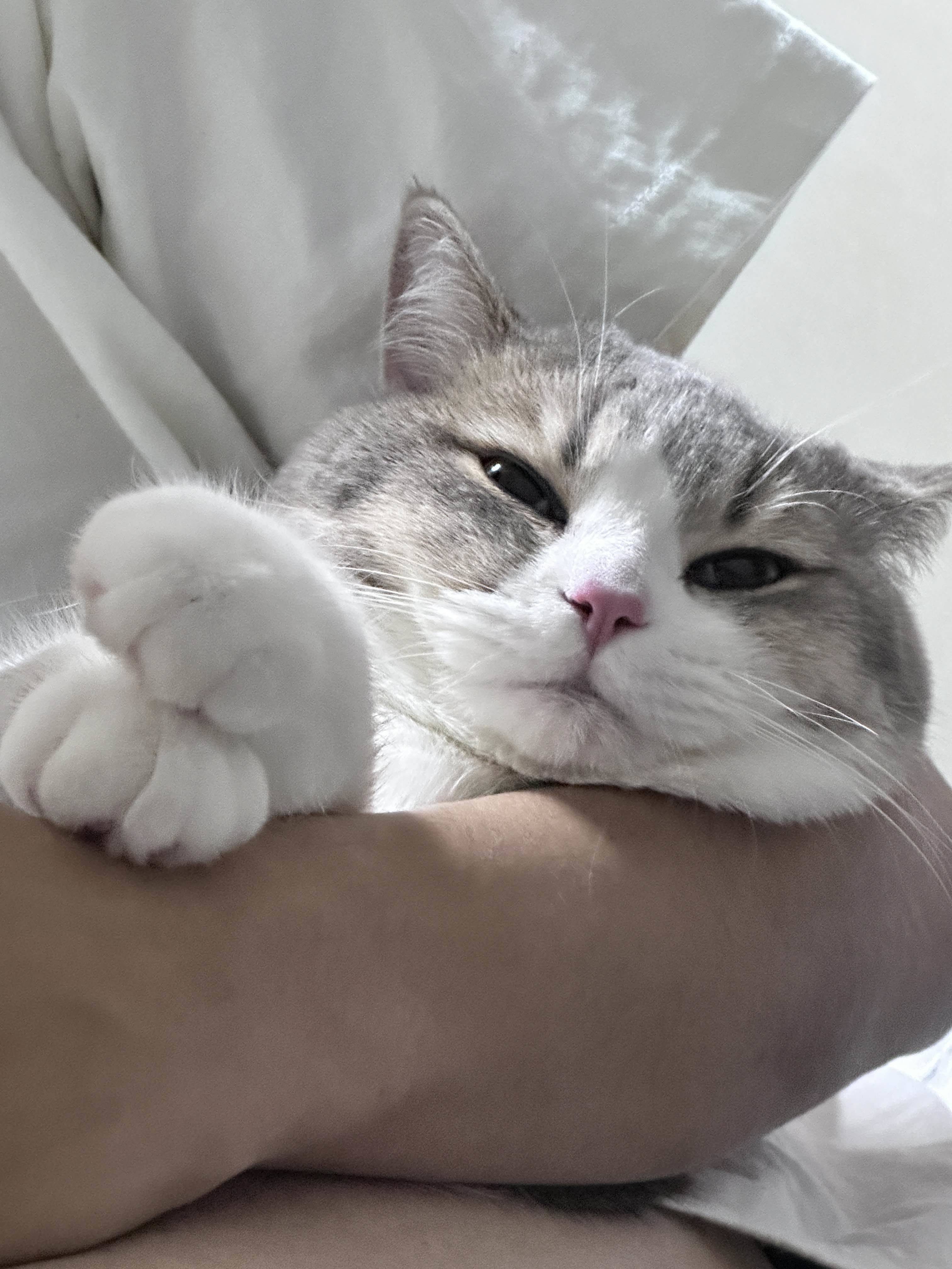 Bb
