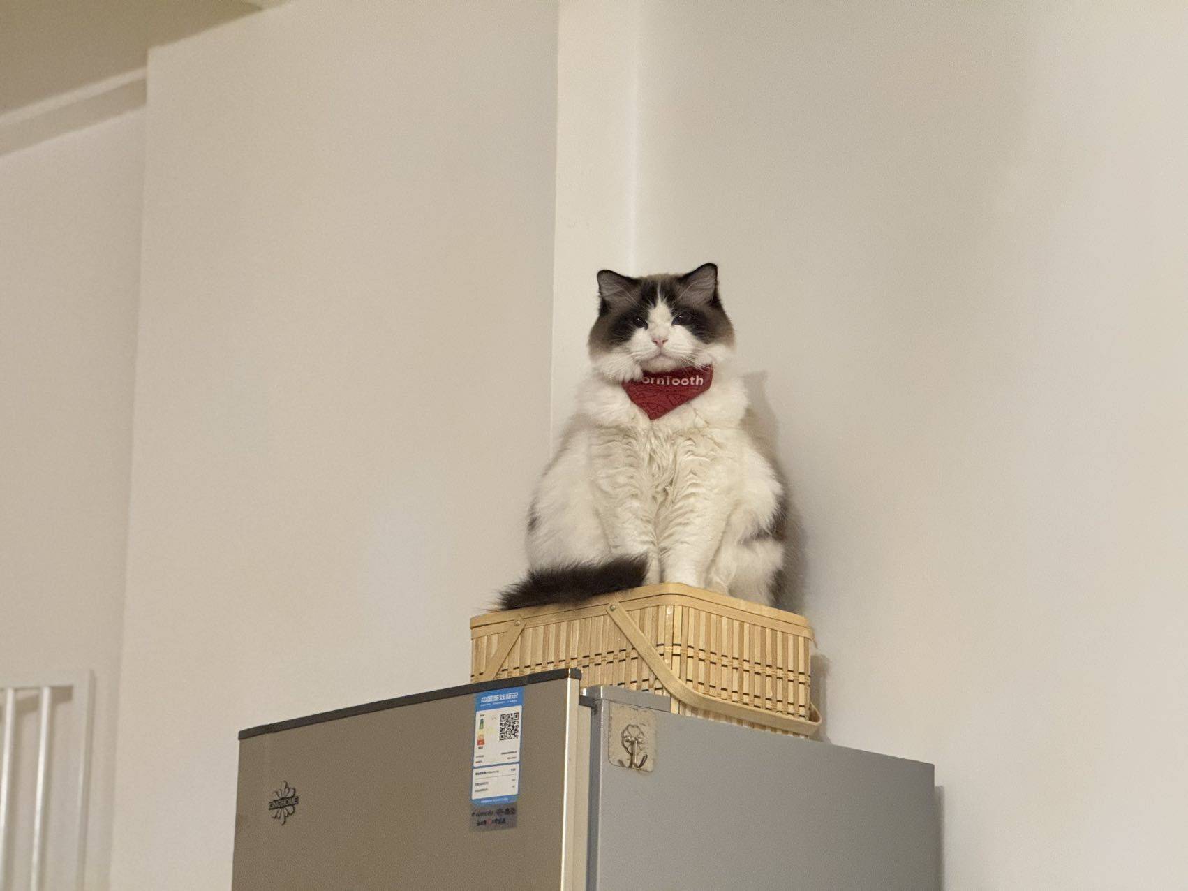 Y