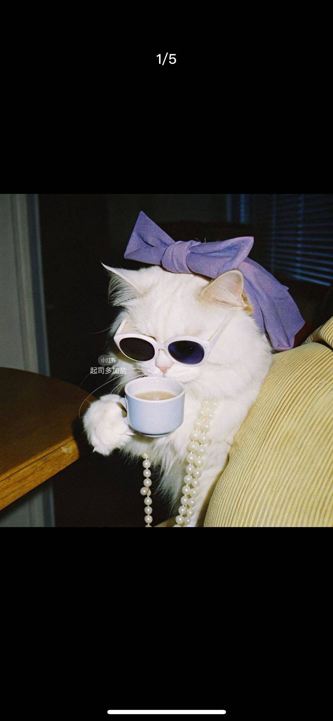 猫饼