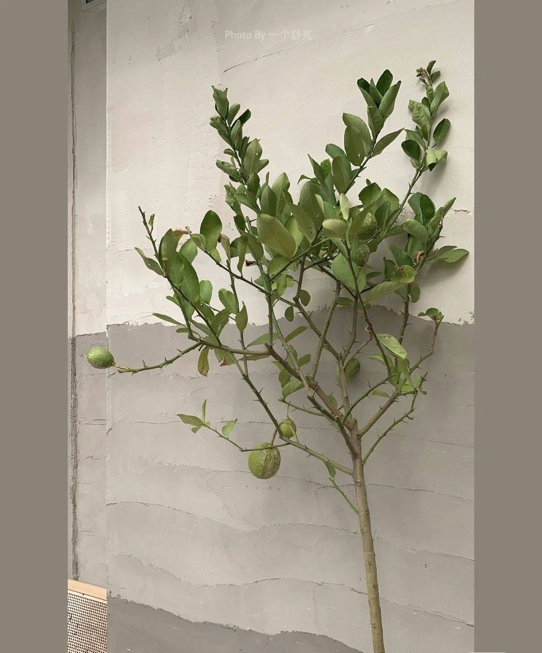 黄昏