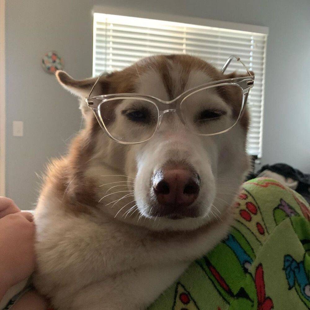 妮蔻