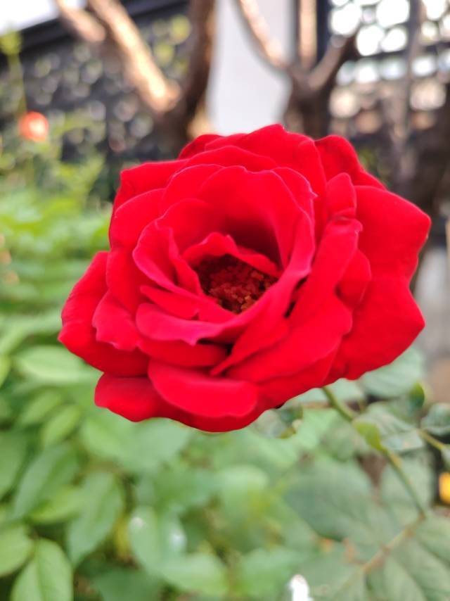 没有销声匿迹，我在热爱生活